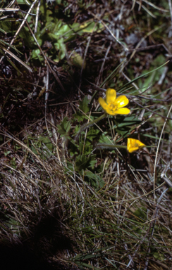 APII jpeg image of Ranunculus sp.  © contact APII