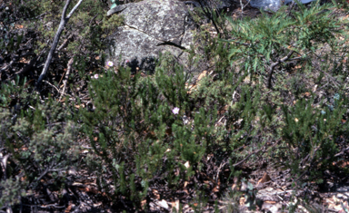 APII jpeg image of Olearia  © contact APII