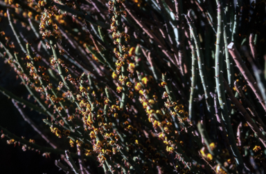 APII jpeg image of Daviesia euphorbioides  © contact APII