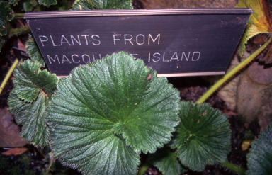 APII jpeg image of Stilbocarpa polaris  © contact APII