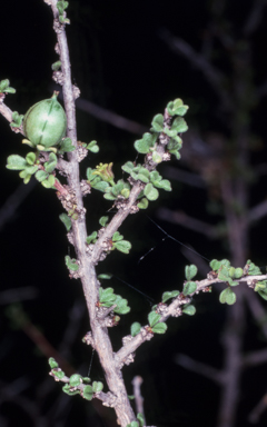 APII jpeg image of Sauropus rigens  © contact APII