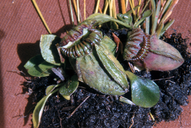 APII jpeg image of Cephalotus follicularis  © contact APII