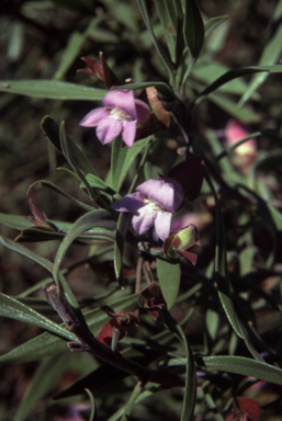 APII jpeg image of Eremophila freelingia  © contact APII
