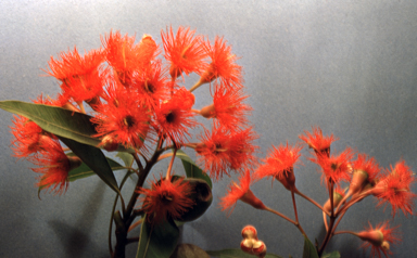 APII jpeg image of Corymbia ficifolia  © contact APII