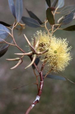 APII jpeg image of Eucalyptus lehmannii  © contact APII