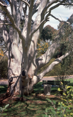 APII jpeg image of Eucalyptus mannifera  © contact APII