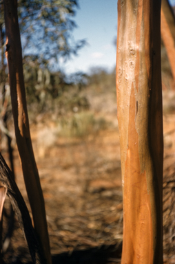 APII jpeg image of Eucalyptus salubris  © contact APII