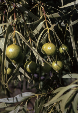 APII jpeg image of Santalum acuminatum  © contact APII