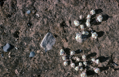 APII jpeg image of Actinobole uliginosum  © contact APII