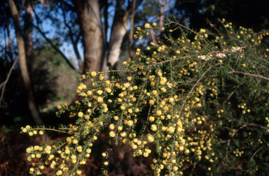 APII jpeg image of Acacia ulicifolia  © contact APII