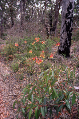 APII jpeg image of Blandfordia nobilis  © contact APII