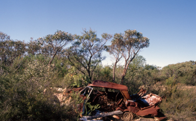 APII jpeg image of Eucalyptus notabilis  © contact APII