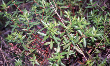 APII jpeg image of Haloragis exalata subsp. exalata  © contact APII