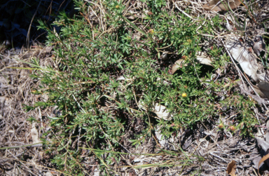 APII jpeg image of Hibbertia procumbens  © contact APII