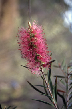 APII jpeg image of Melaleuca sp. nov. Megalong Valley  © contact APII