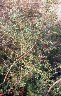 APII jpeg image of Persoonia hirsuta  © contact APII