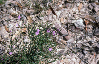 APII jpeg image of Prostanthera howelliae  © contact APII