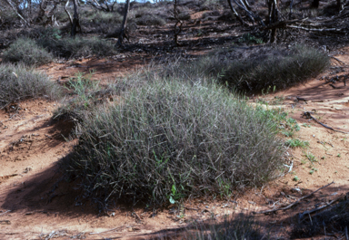 APII jpeg image of Triodia irritans  © contact APII