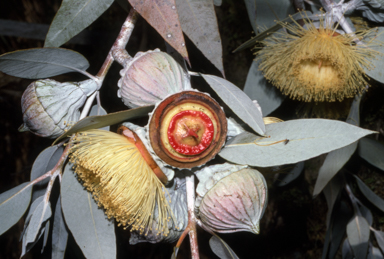 APII jpeg image of Eucalyptus macrocarpa  © contact APII