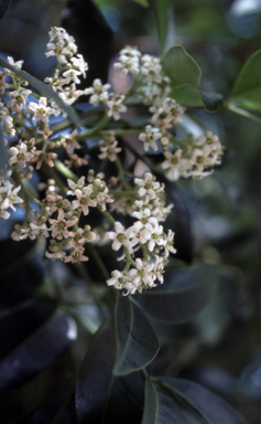 APII jpeg image of Flindersia australis  © contact APII