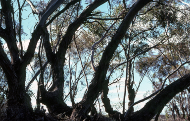 APII jpeg image of Eucalyptus oleosa  © contact APII