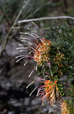 APII jpeg image of Grevillea dielsiana  © contact APII