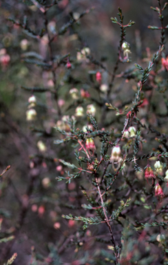 APII jpeg image of Homoranthus darwinioides  © contact APII