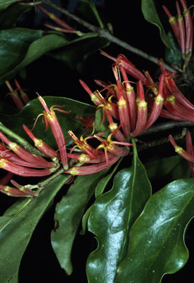 APII jpeg image of Dendrophthoe curvata  © contact APII