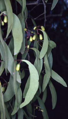 APII jpeg image of Muellerina eucalyptoides  © contact APII