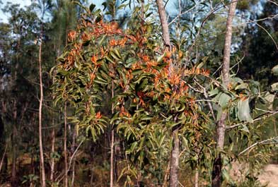 APII jpeg image of Dendrophthoe curvata  © contact APII