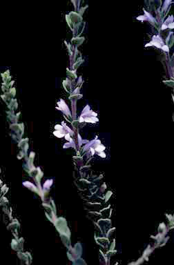 APII jpeg image of Eremophila behriana  © contact APII