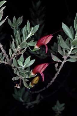 APII jpeg image of Eremophila decipiens  © contact APII