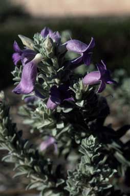 APII jpeg image of Eremophila hygrophana  © contact APII