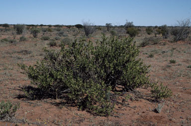 APII jpeg image of Eremophila latrobei subsp. glabra  © contact APII