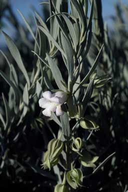 APII jpeg image of Eremophila maitlandii  © contact APII