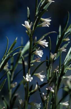 APII jpeg image of Eremophila psilocalyx  © contact APII