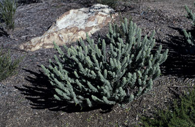 APII jpeg image of Eremophila subfloccosa subsp. subfloccosa  © contact APII