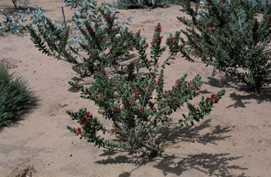 APII jpeg image of Eremophila splendens  © contact APII