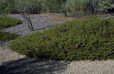 APII jpeg image of Eremophila veneta  © contact APII