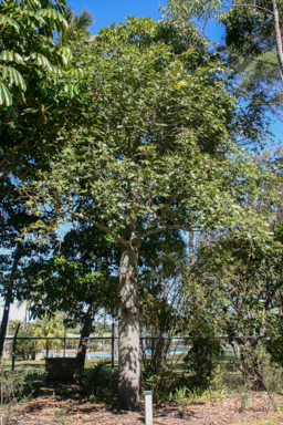 APII jpeg image of Brachychiton diversifolius  © contact APII