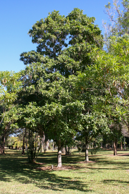 APII jpeg image of Alstonia spectabilis  © contact APII