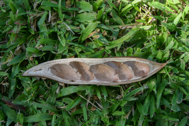 APII jpeg image of Castanospermum australe  © contact APII