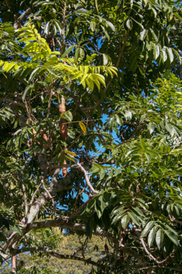 APII jpeg image of Castanospermum australe  © contact APII