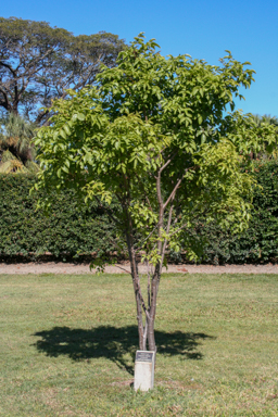 APII jpeg image of Pleiogynium timoriense  © contact APII