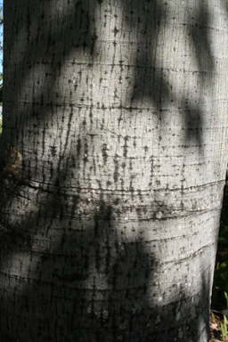 APII jpeg image of Brachychiton diversifolius  © contact APII