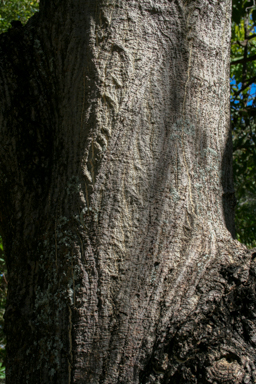 APII jpeg image of Erythrina vespertilio  © contact APII