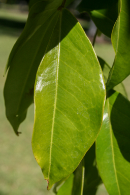 APII jpeg image of Cynometra lenticellata  © contact APII