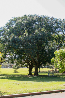 APII jpeg image of Adenanthera pavonia  © contact APII
