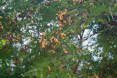 APII jpeg image of Adenanthera pavonia  © contact APII