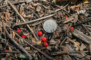 APII jpeg image of Adenanthera pavonina  © contact APII